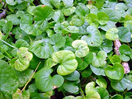 Dichondra Repens